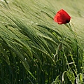 110408-Poppy in Field, Geneva.jpg