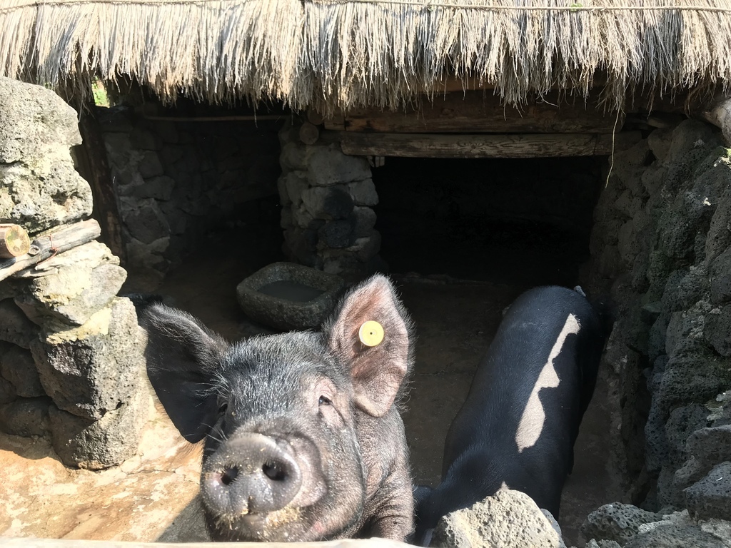 IMG_5982.JPG IMG_5982.JPG