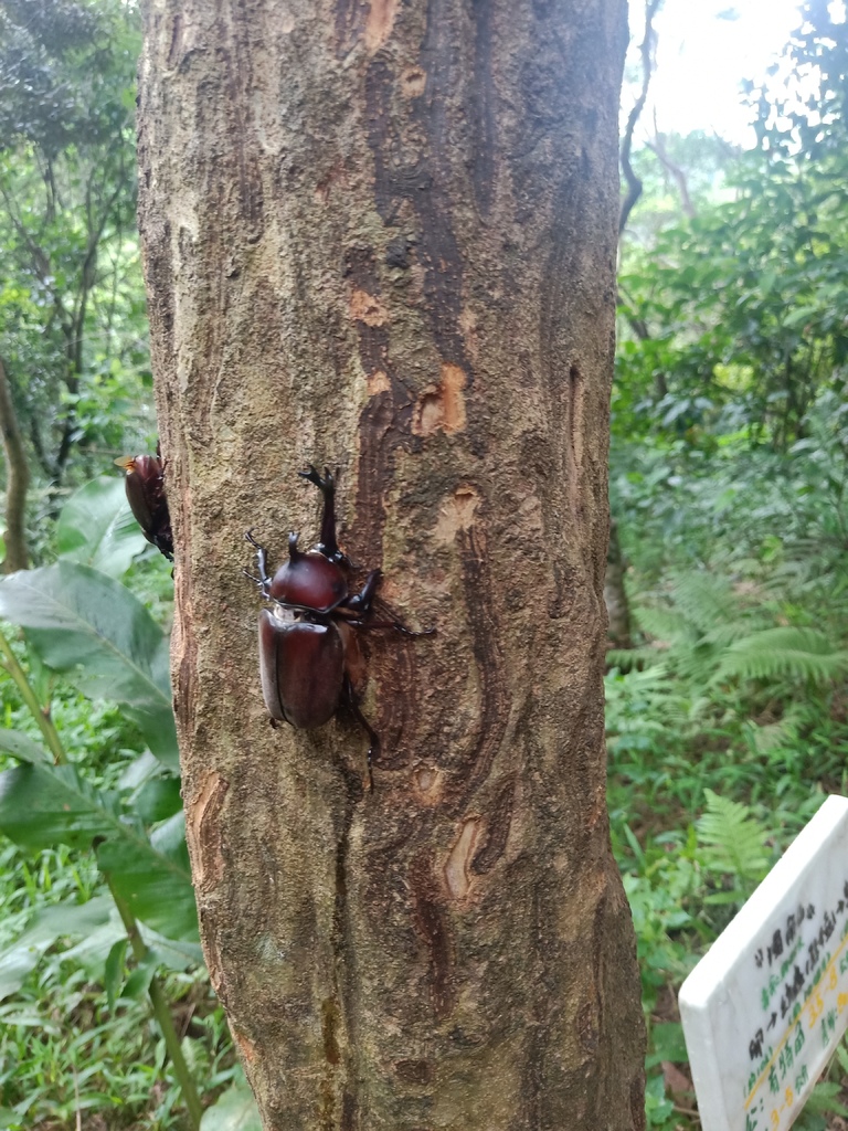 2022.07.03四獸山-虎山 親子登山趣、甲蟲、獨角仙自然生態IMG20220703093220.jpg