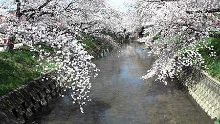 3/31岩倉五条川お花見