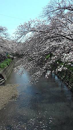 3/31岩倉五条川お花見