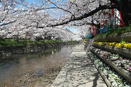 3/31岩倉五条川お花見