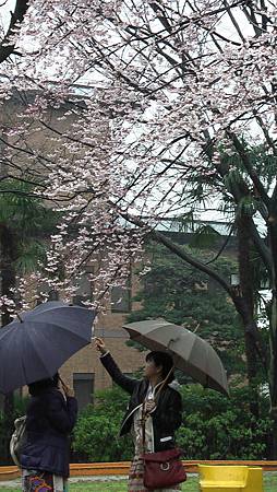 3/26鶴舞公園雨中散步