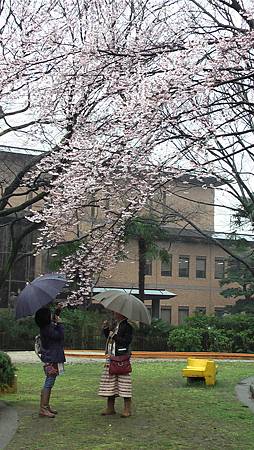 3/26鶴舞公園雨中散步