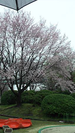 3/26鶴舞公園雨中散步