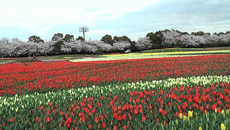 なばなの里(3-3)