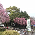 48庄内緑地公園お花見_170424_0105.jpg