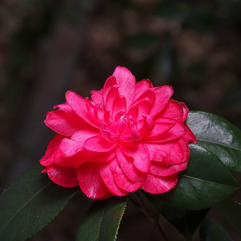 DSC07662 (1).jpg DSC07662 (1).jpg