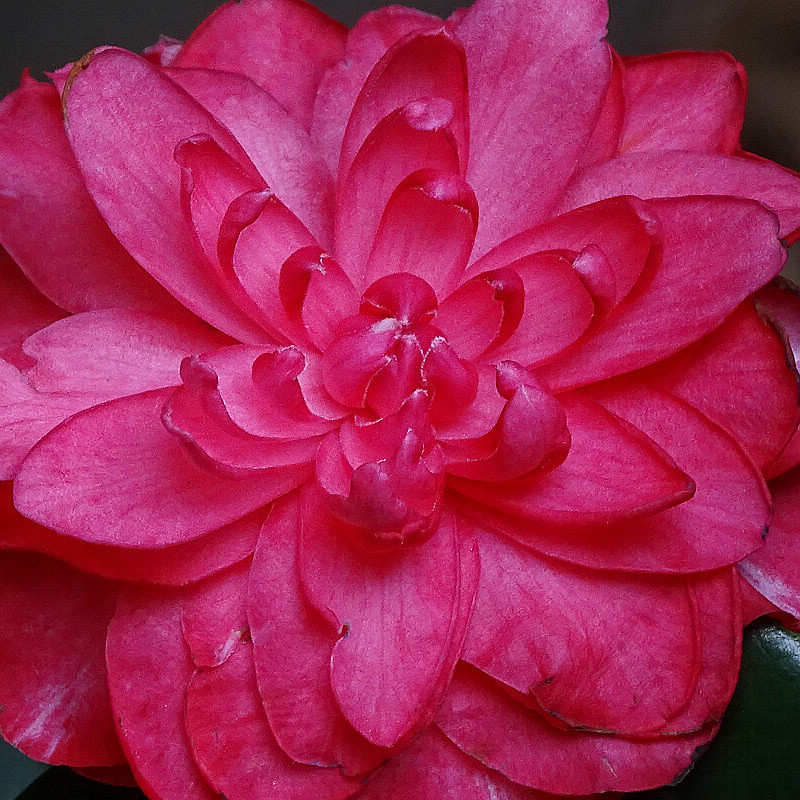 DSC07666 (1).jpg DSC07666 (1).jpg