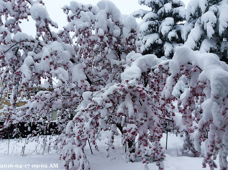 132016-04-17 09.02.55.jpg 132016-04-17 09.02.55.jpg