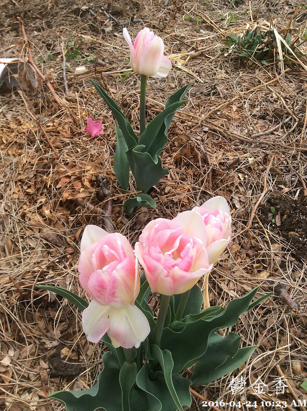 162016-04-24 10.23.46.jpg 162016-04-24 10.23.46.jpg