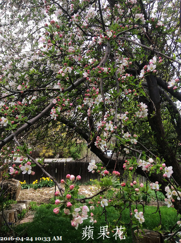 212016-04-24 10.33.59.jpg 212016-04-24 10.33.59.jpg