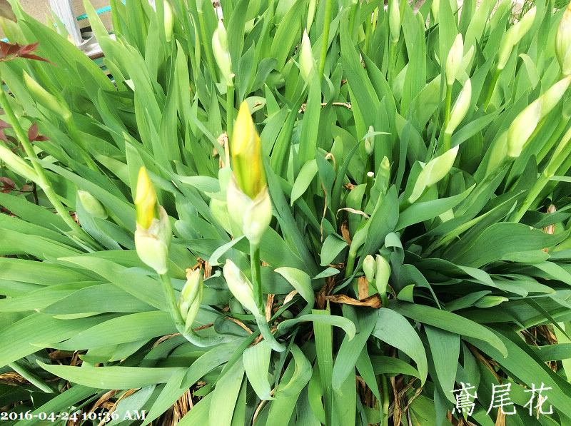 242016-04-24 10.36.59.jpg 242016-04-24 10.36.59.jpg