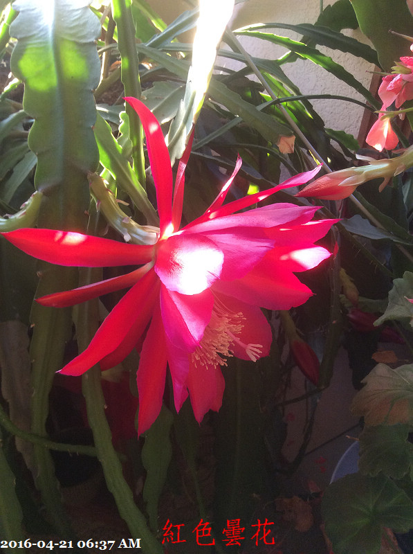 272016-04-21 06.37.32.jpg 272016-04-21 06.37.32.jpg