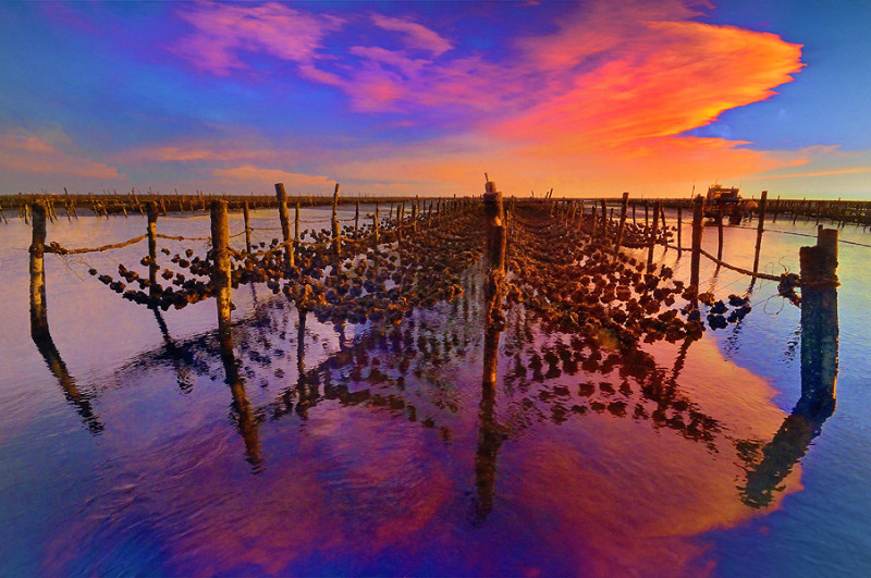 t1蚵田暮色.jpg t1蚵田暮色.jpg