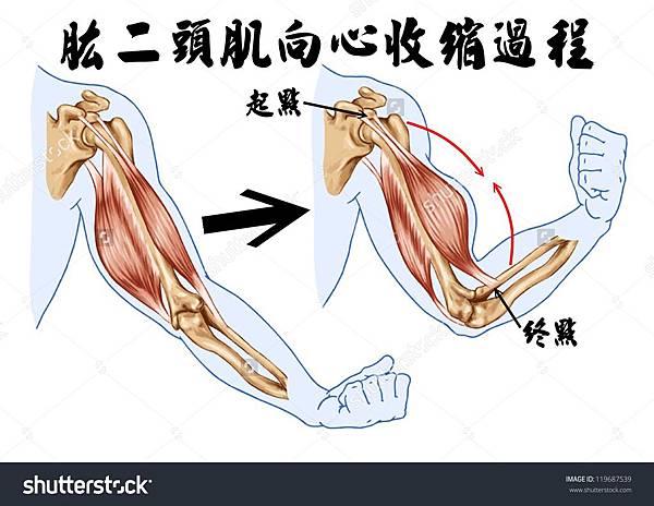 stock-vector-biceps-triceps-movement-of-the-arm-and-hand-muscles-1196875391.jpg