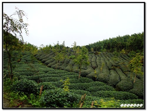 20090725-小半天茶園~05.jpg