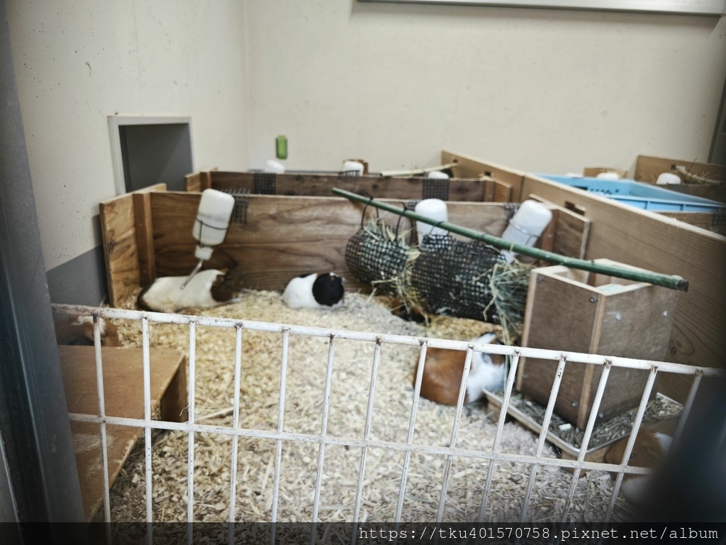 日本旅遊｜東京板橋區旅遊推薦，摸摸可愛天竺鼠與餵綿羊，還有騎