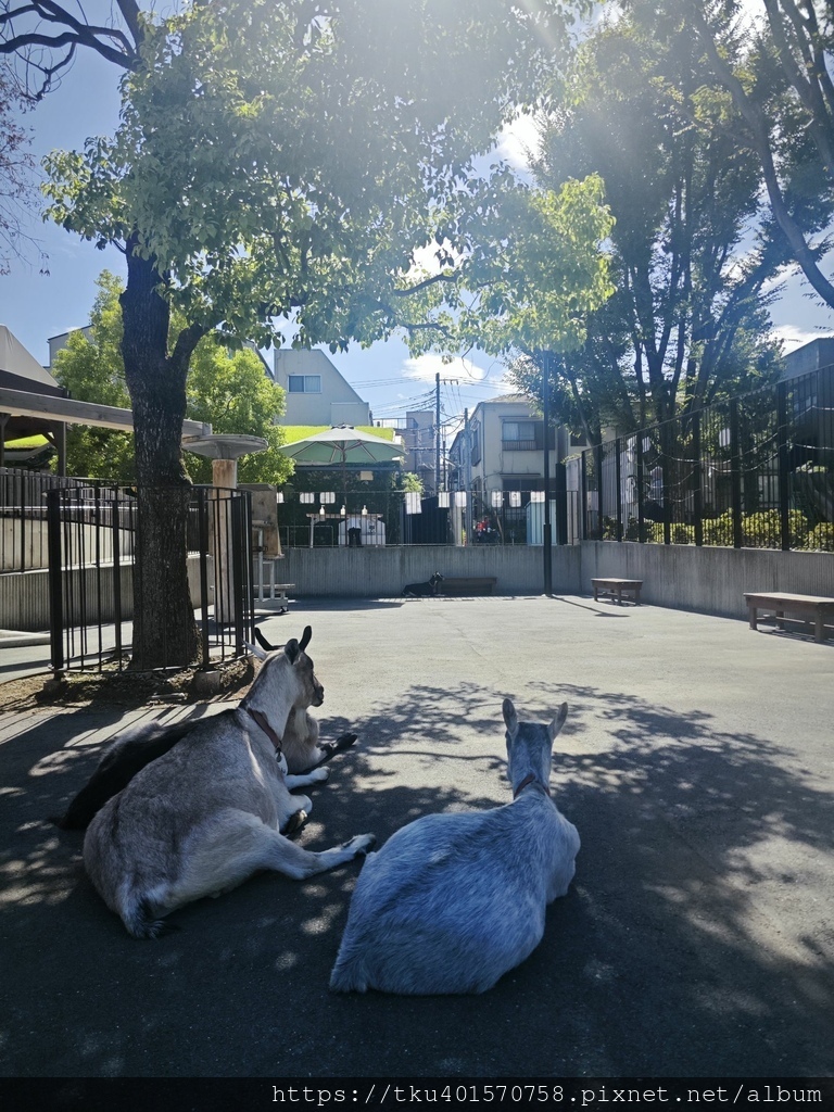 日本旅遊｜東京板橋區旅遊推薦，摸摸可愛天竺鼠與餵綿羊，還有騎