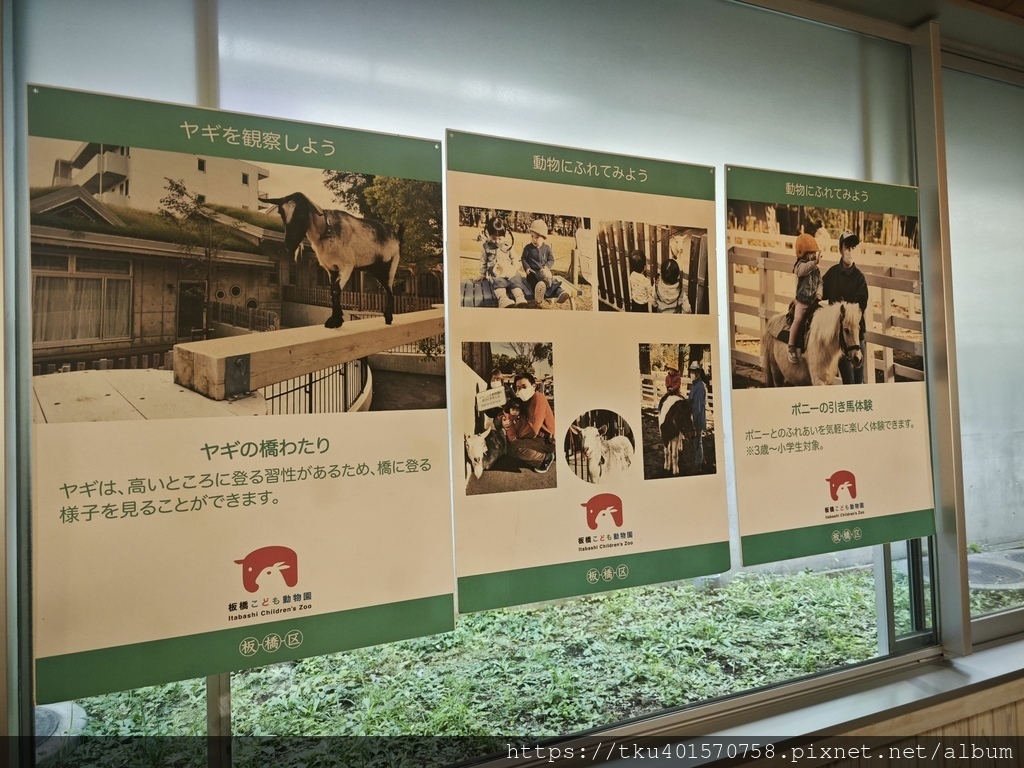 日本旅遊｜東京板橋區旅遊推薦，摸摸可愛天竺鼠與餵綿羊，還有騎