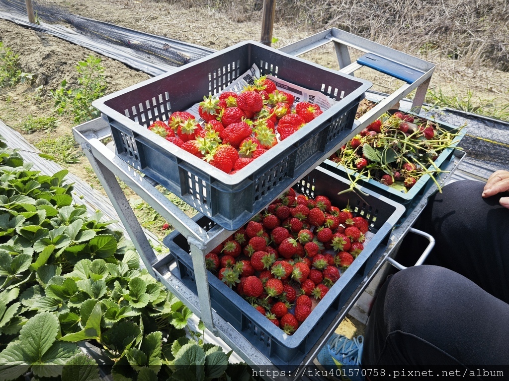 人物專訪｜為兒棄商務農趣，雙手現採滿莓香-大林莓香觀光草莓園