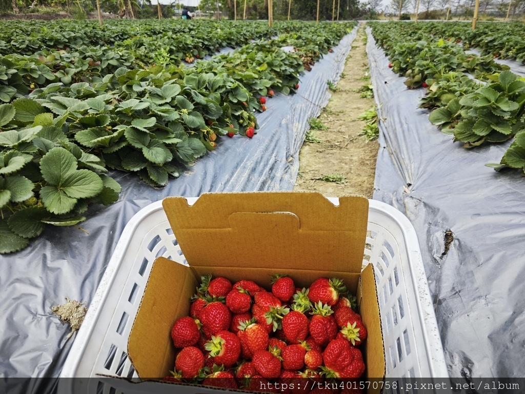人物專訪｜為兒棄商務農趣，雙手現採滿莓香-大林莓香觀光草莓園