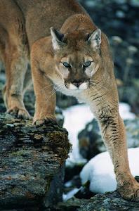 Cougar.jpg