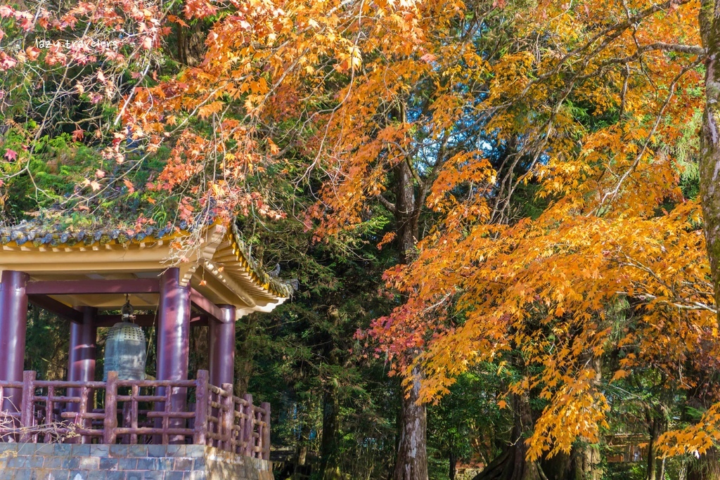 [遊記] 阿里山 散步路線微攻略&慈雲寺賞楓看雲海