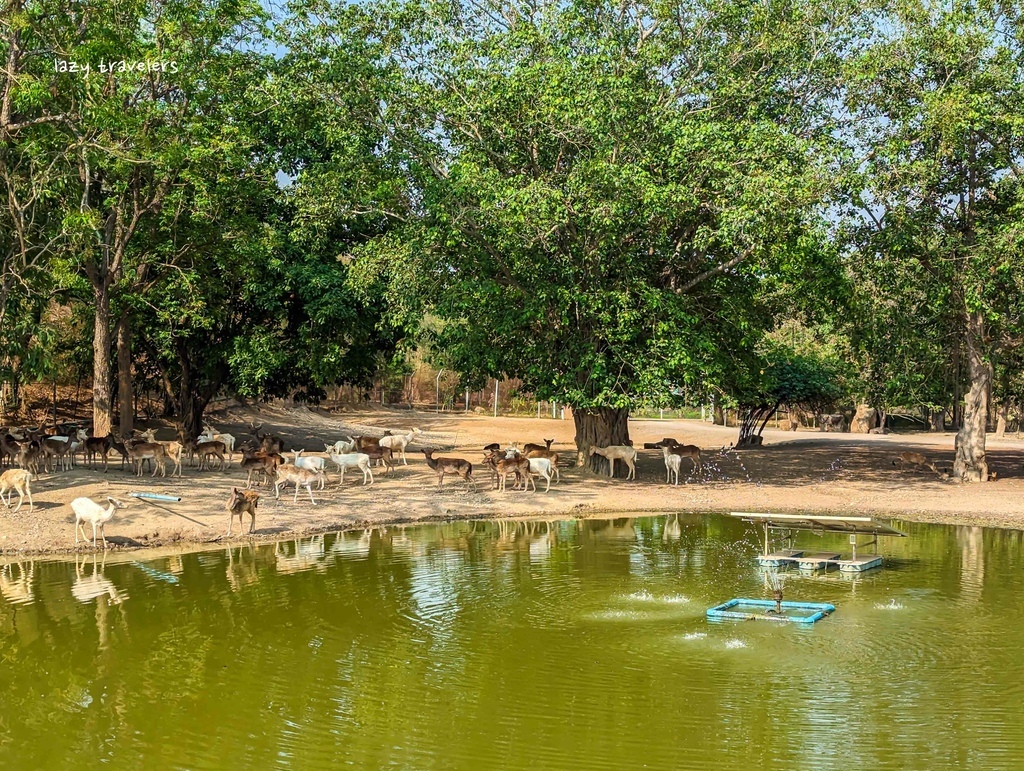 北碧景點篇：必來的Safari Park北碧動物園餵食長頸鹿