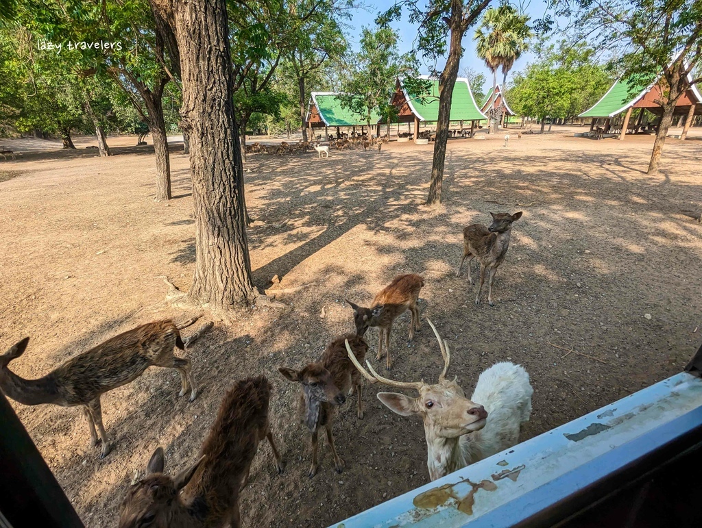 北碧景點篇：必來的Safari Park北碧動物園餵食長頸鹿