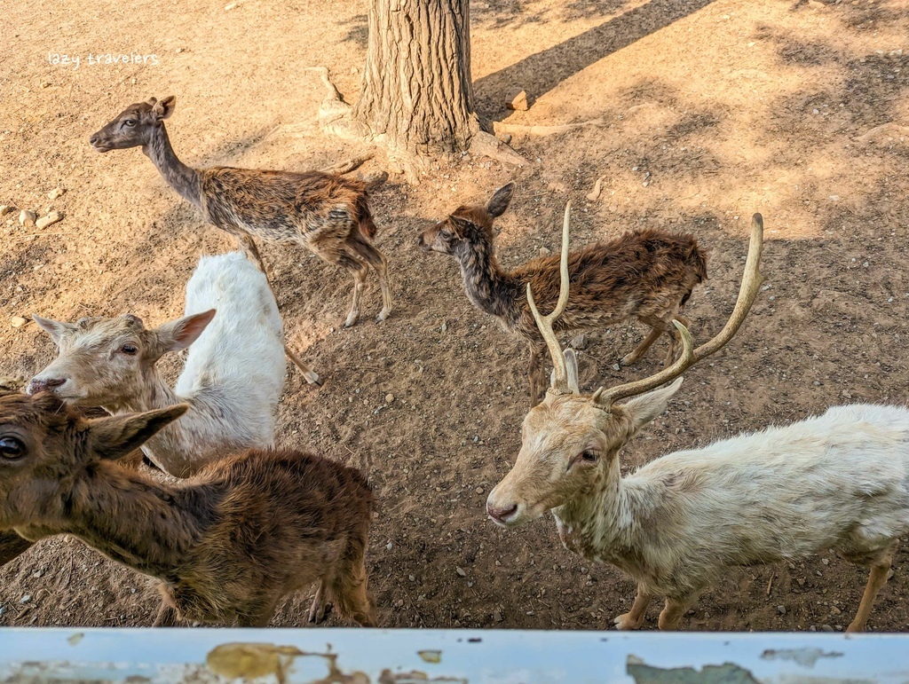 北碧景點篇：必來的Safari Park北碧動物園餵食長頸鹿