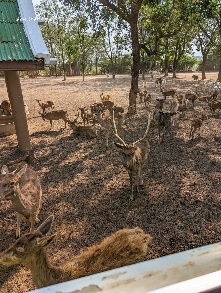 北碧景點篇：必來的Safari Park北碧動物園餵食長頸鹿