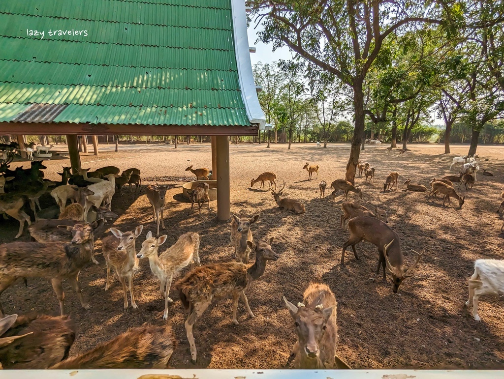 北碧景點篇：必來的Safari Park北碧動物園餵食長頸鹿