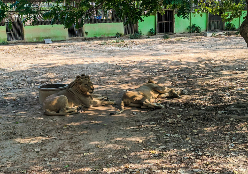 北碧景點篇：必來的Safari Park北碧動物園餵食長頸鹿