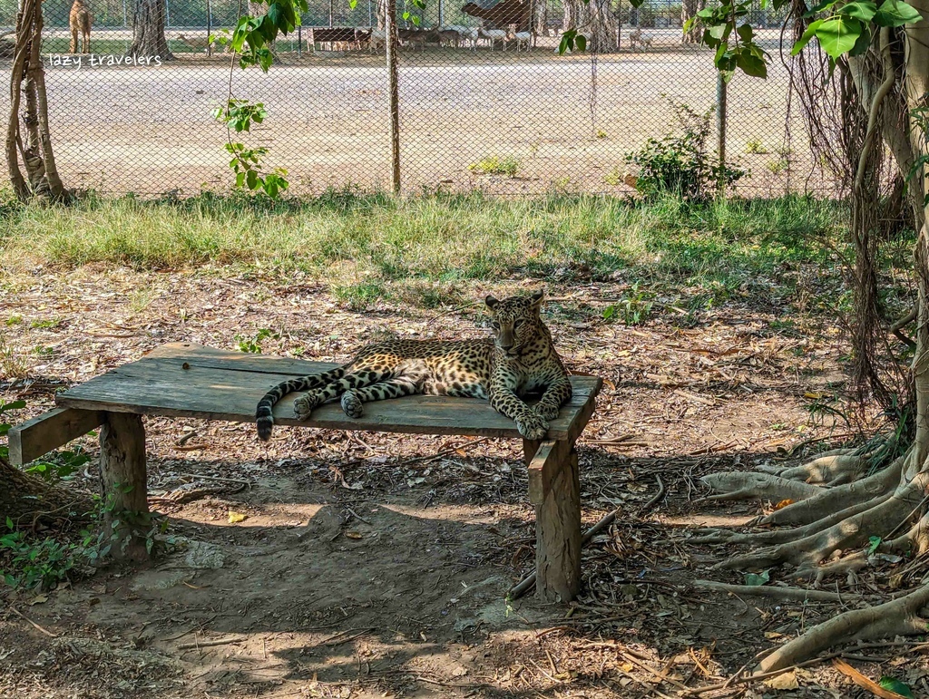 北碧景點篇：必來的Safari Park北碧動物園餵食長頸鹿