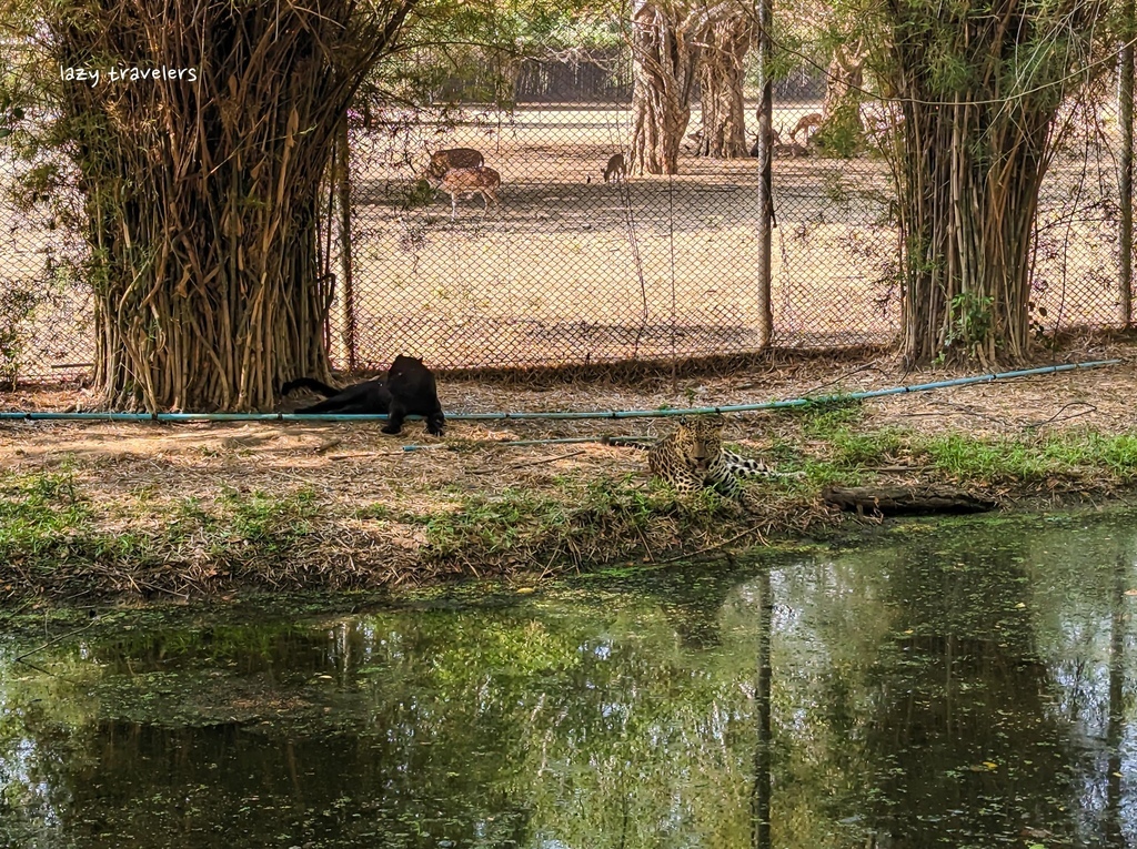 北碧景點篇：必來的Safari Park北碧動物園餵食長頸鹿