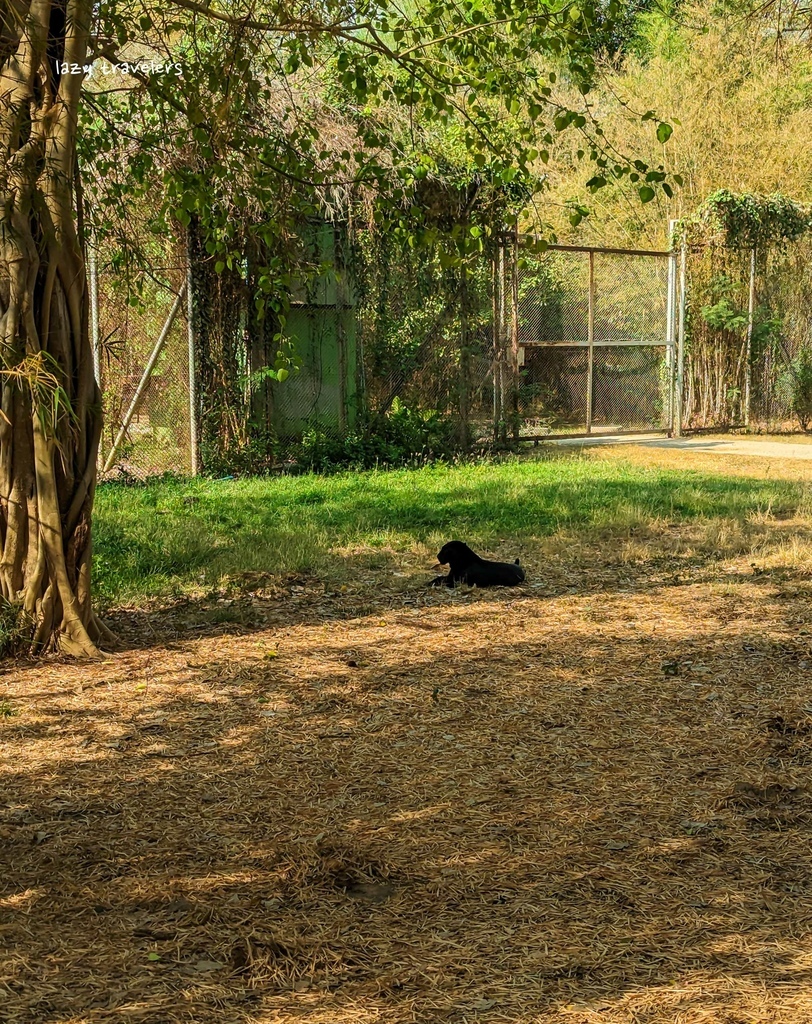 北碧景點篇：必來的Safari Park北碧動物園餵食長頸鹿