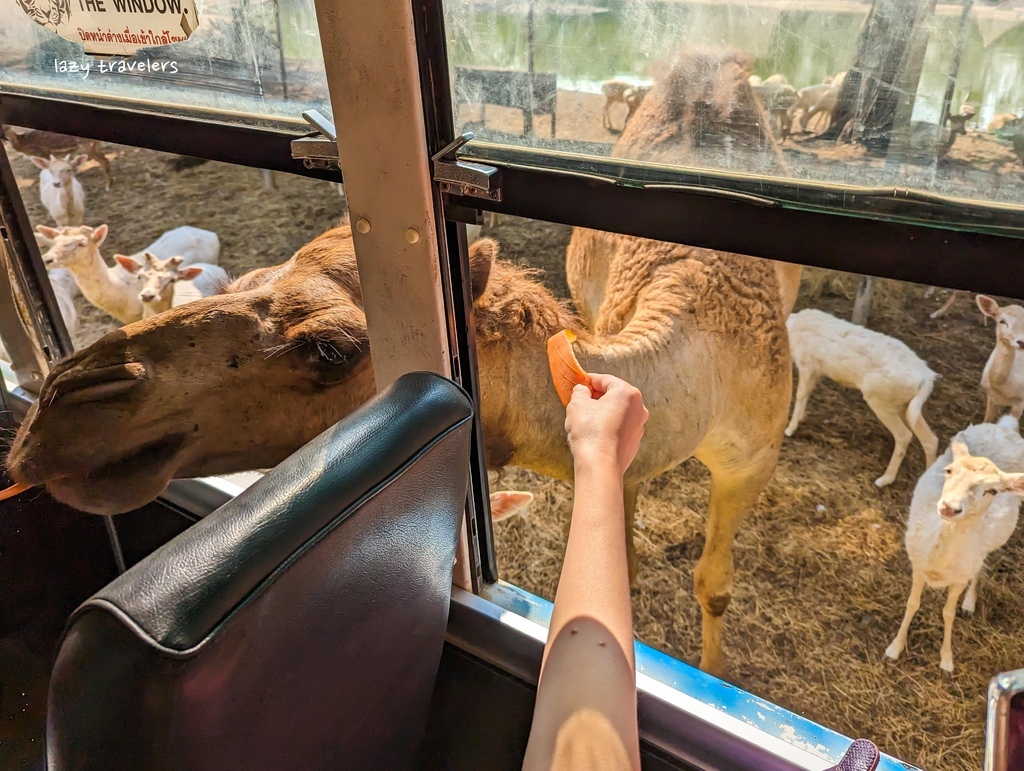 北碧景點篇：必來的Safari Park北碧動物園餵食長頸鹿