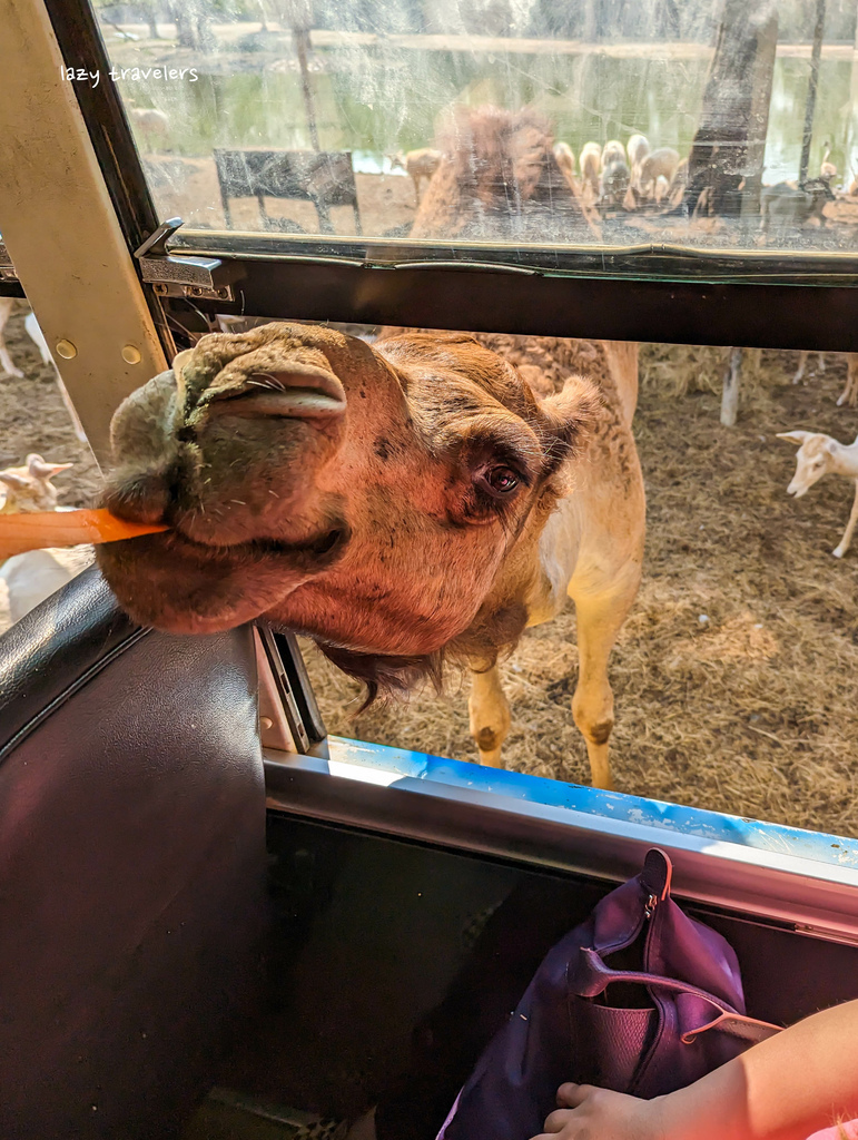 北碧景點篇：必來的Safari Park北碧動物園餵食長頸鹿