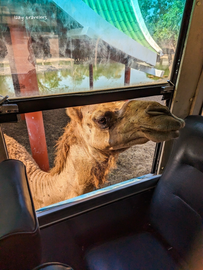 北碧景點篇：必來的Safari Park北碧動物園餵食長頸鹿