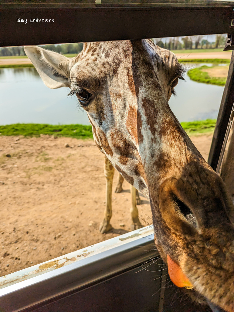 北碧景點篇：必來的Safari Park北碧動物園餵食長頸鹿