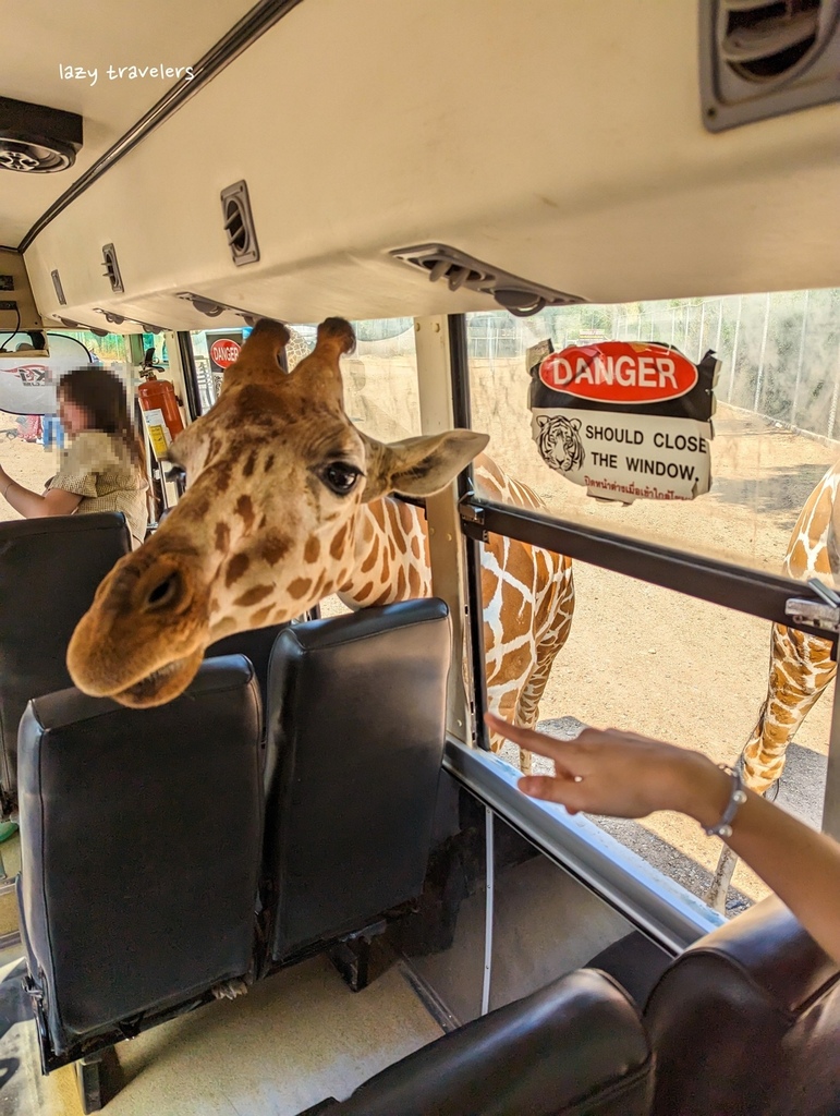 北碧景點篇：必來的Safari Park北碧動物園餵食長頸鹿