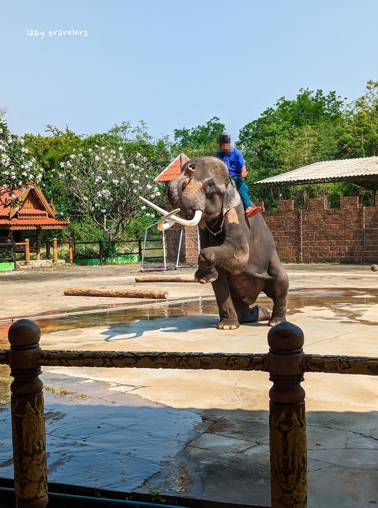 北碧景點篇：必來的Safari Park北碧動物園餵食長頸鹿