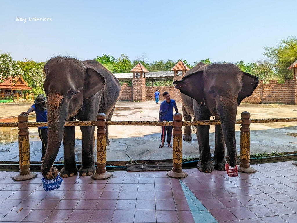 北碧景點篇：必來的Safari Park北碧動物園餵食長頸鹿