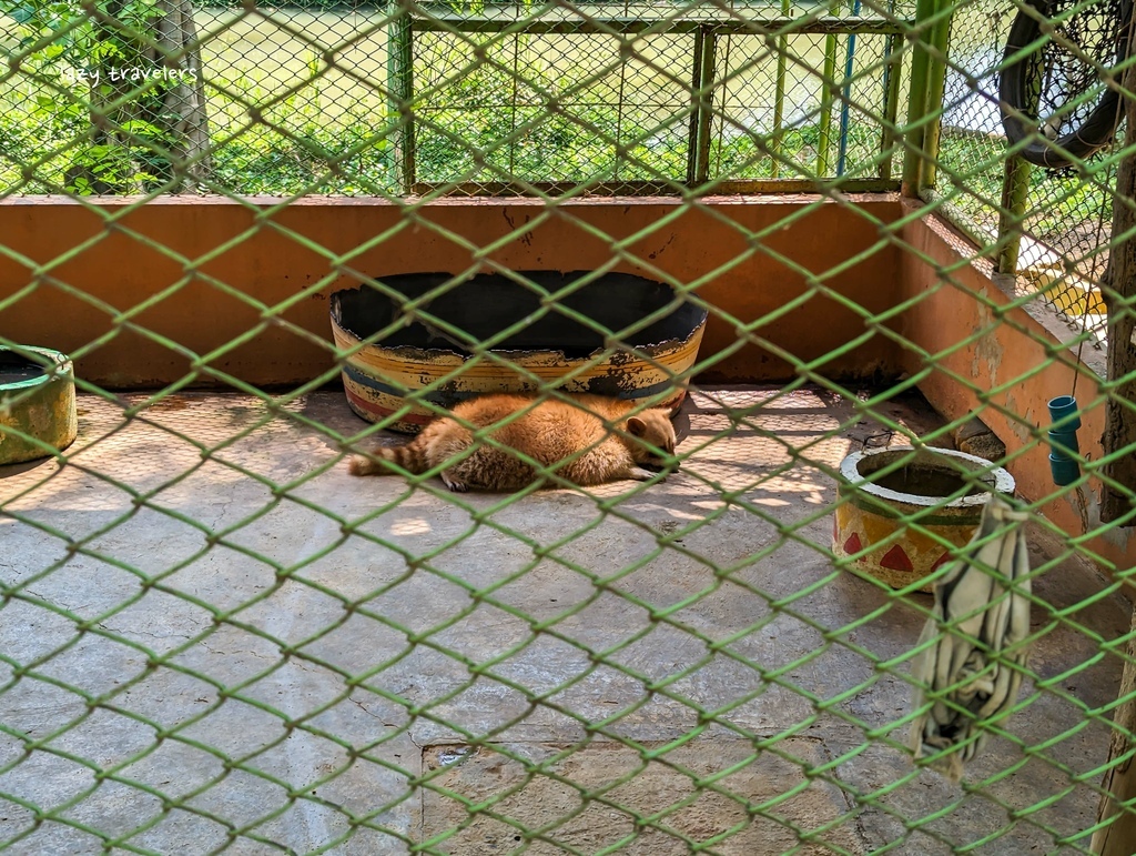 北碧景點篇：必來的Safari Park北碧動物園餵食長頸鹿