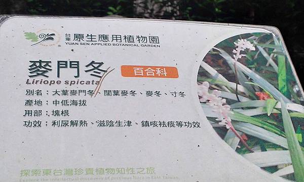 25-麥門冬.jpg