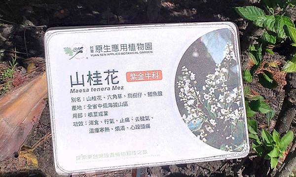 66-山桂花.jpg
