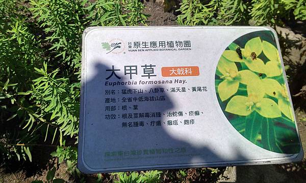 73-大甲草.jpg