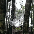 由於有些地方長年陰濕,如此大的蜘蛛網都處處可見.jpg