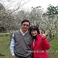 算是較滿開的梅樹,差強人意囉.jpg